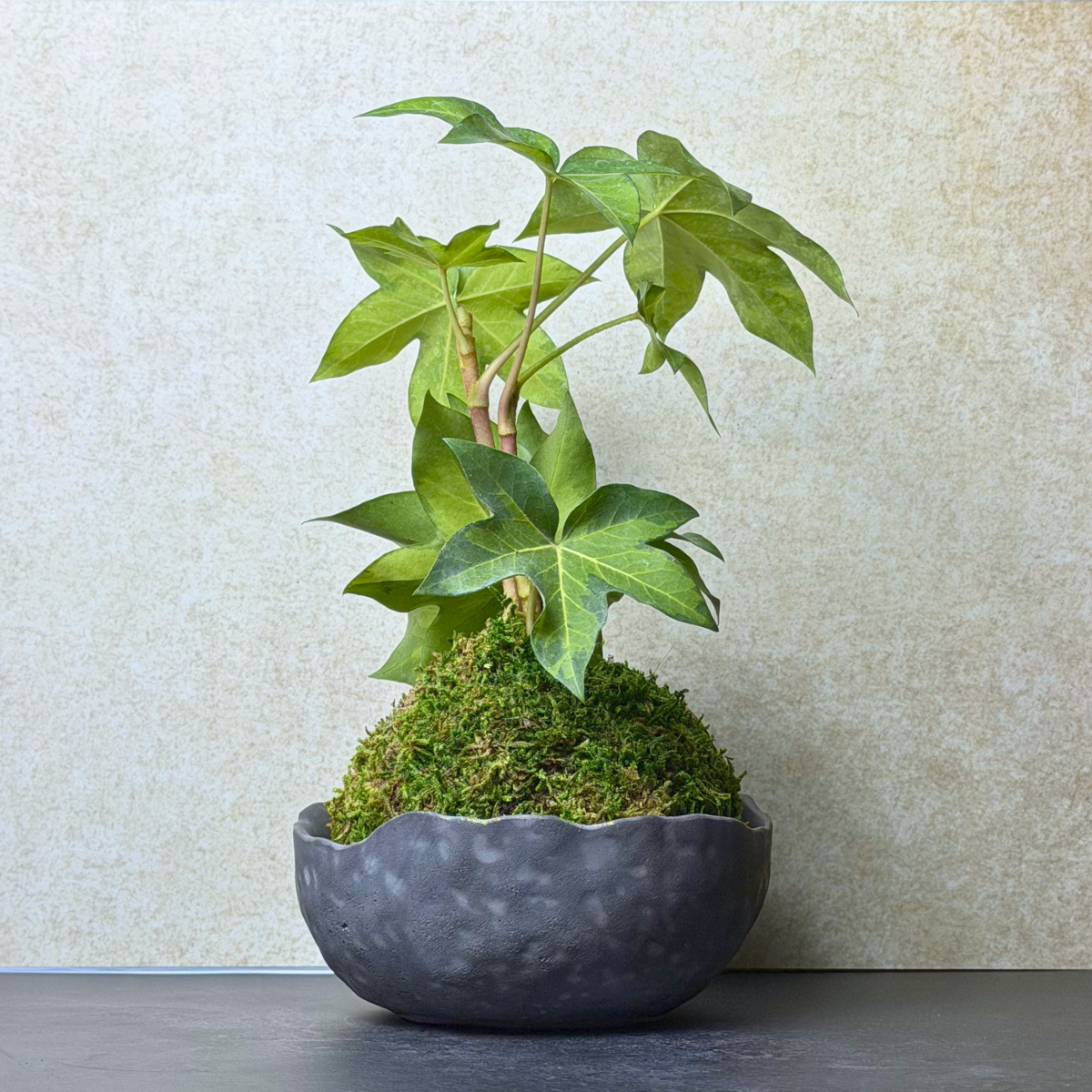 English Ivy Kokedama in Handmade Wabi-Sabi Bowl