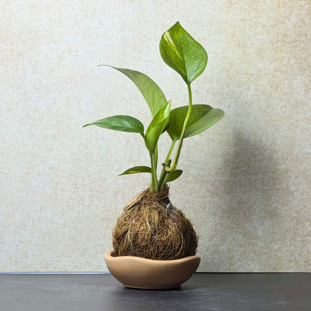 Small Pothos Kokedama in Coconut Fiber