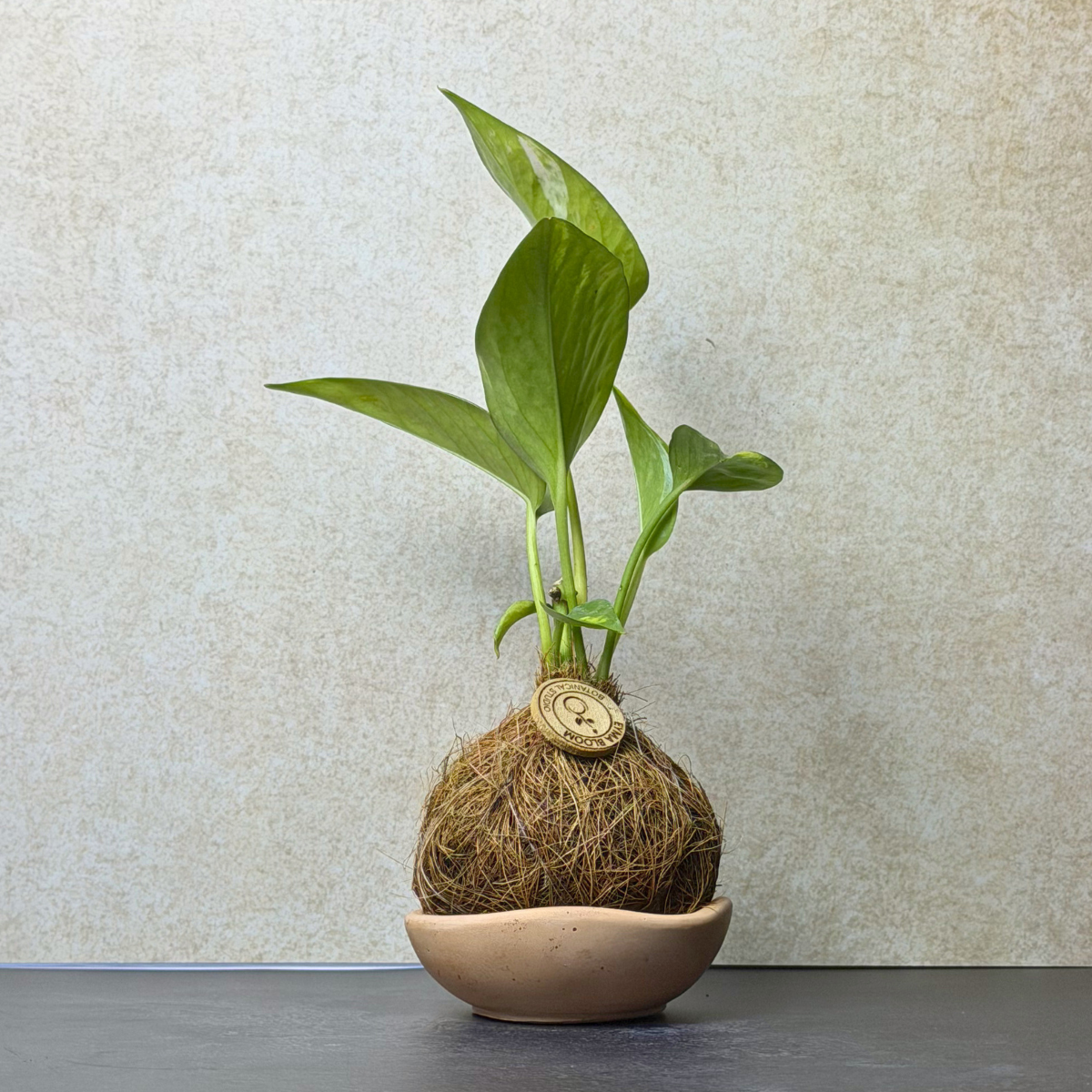 Small Pothos Kokedama in Coconut Fiber