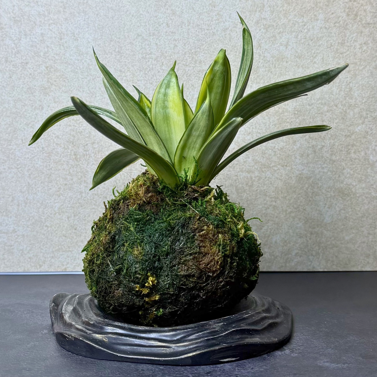 Snake Plant Kokedama on Wabi-Sabi Concrete Tray