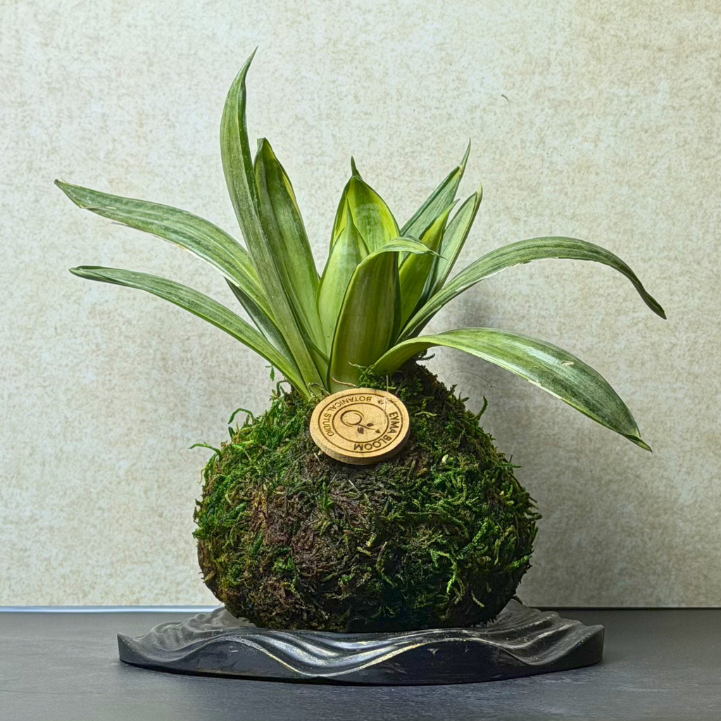 Snake Plant Kokedama on Wabi-Sabi Concrete Tray