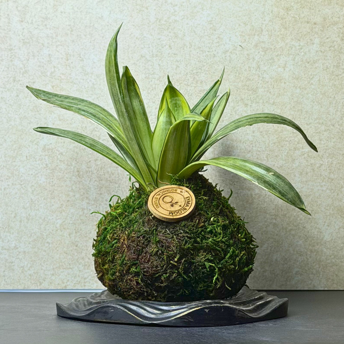 Snake Plant Kokedama on Wabi-Sabi Concrete Tray