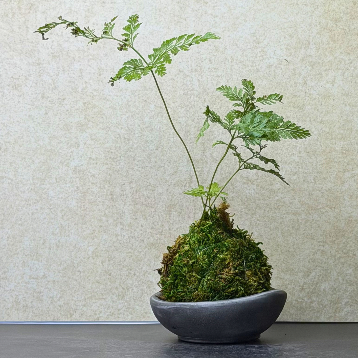 Mini Rabbit’s Foot Fern Kokedama
