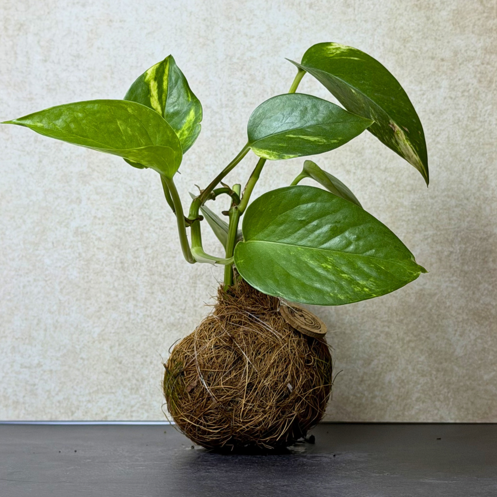 Pothos Kokedama