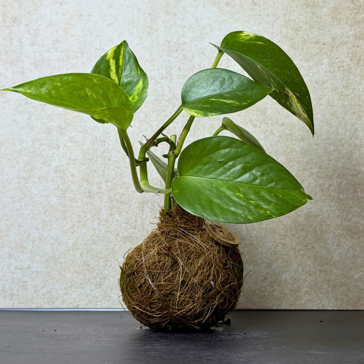 Pothos Kokedama
