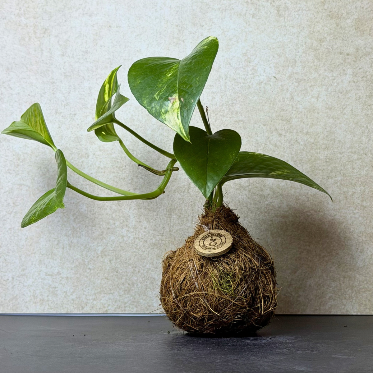 Pothos Kokedama