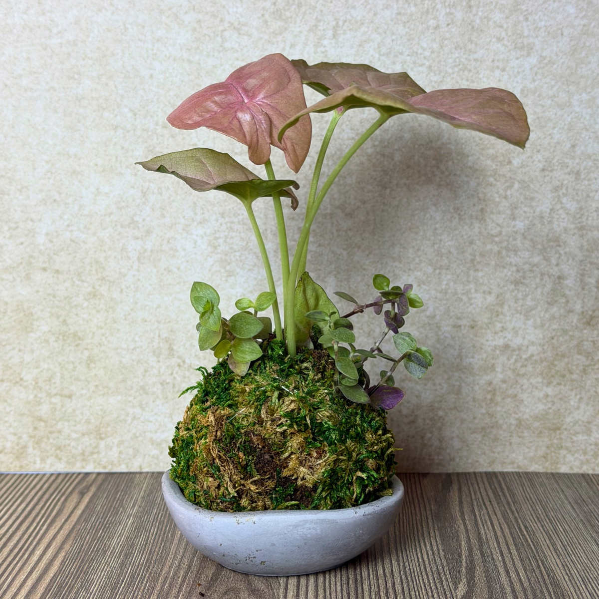 Mini Pink Syngonium Kokedama Arrangement