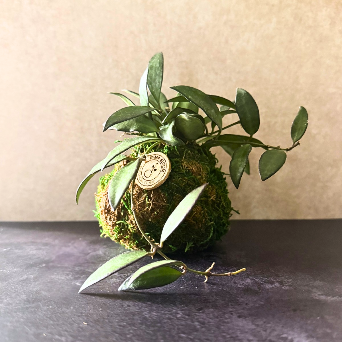 Hoya Kokedama