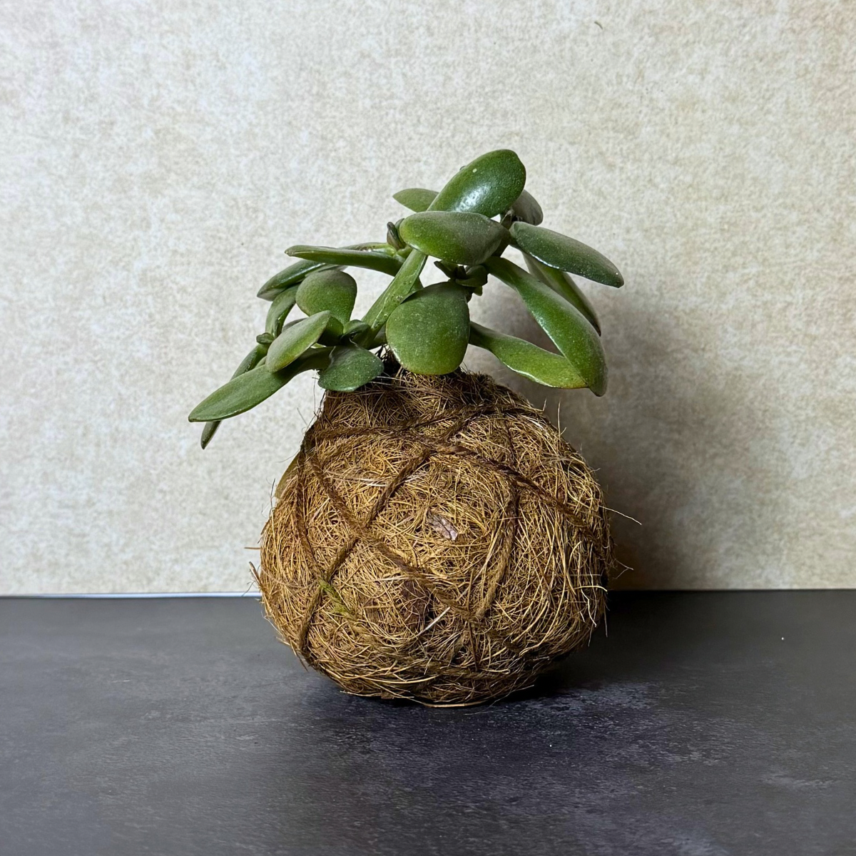 Succulent Kokedama