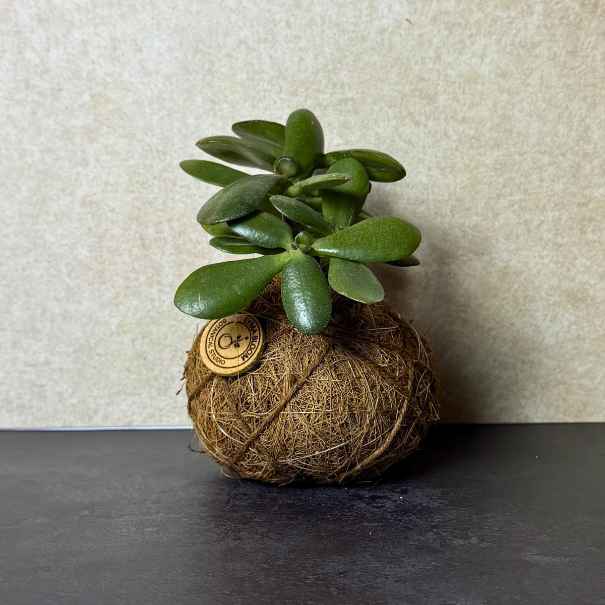 Succulent Kokedama