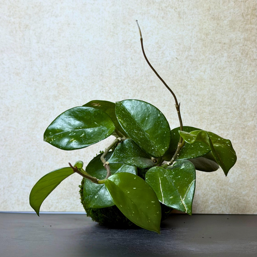 Hoya Carnosa