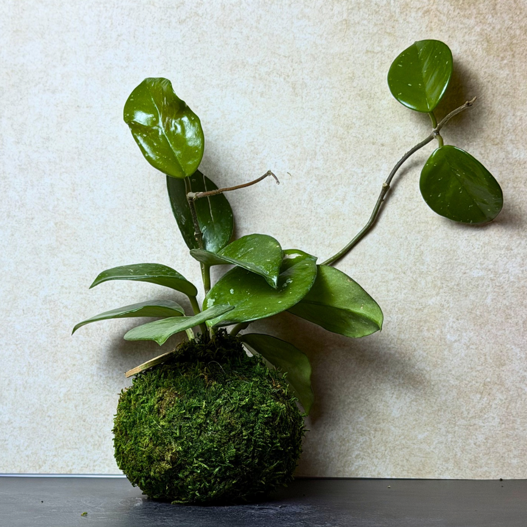 Hoya Carnosa
