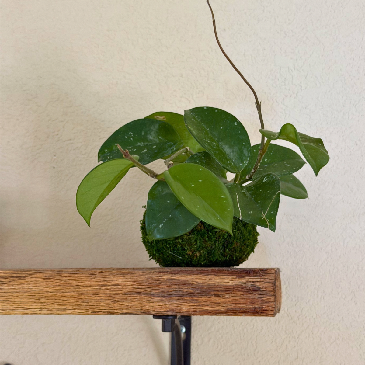 Hoya Carnosa
