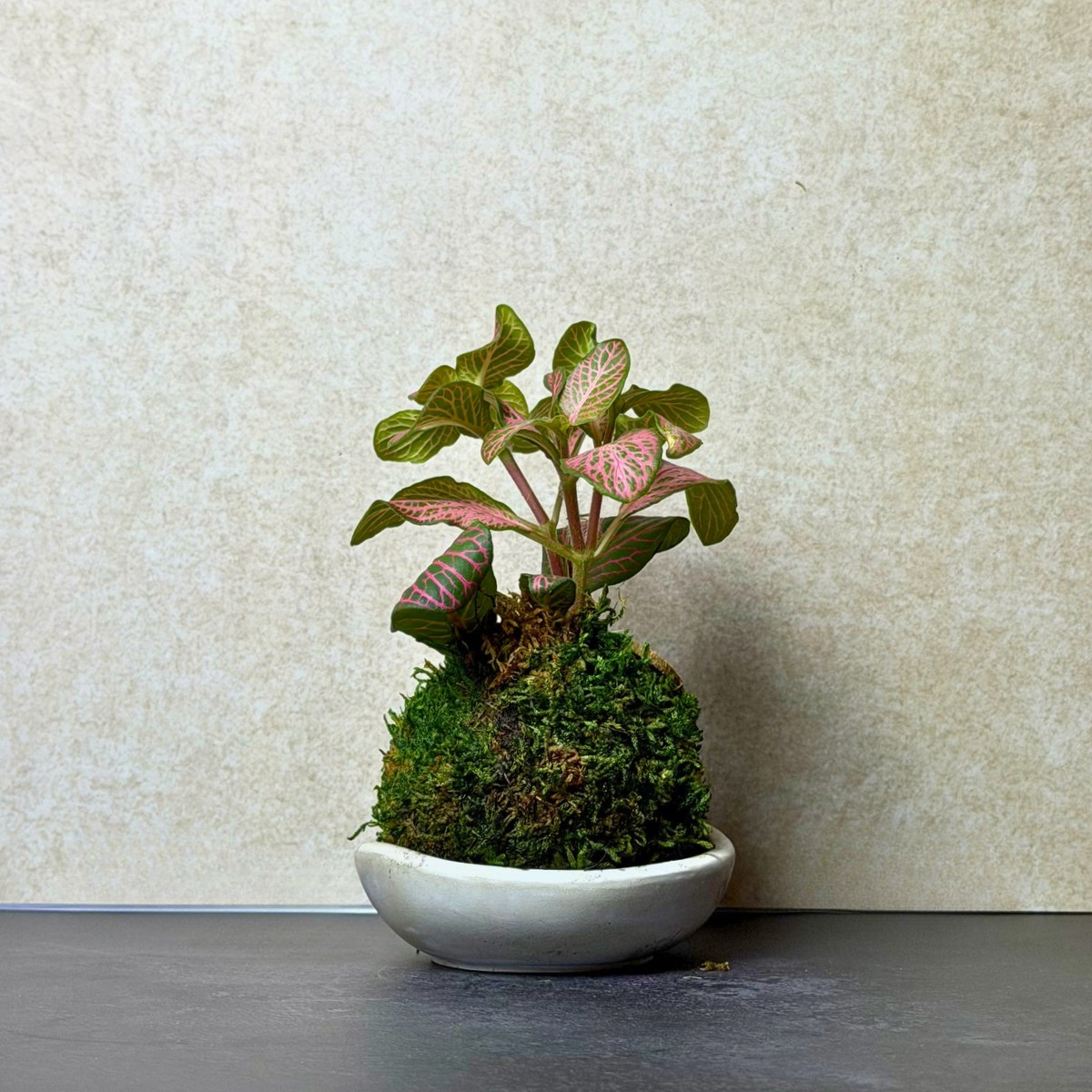 Pink Fittonia Kokedama