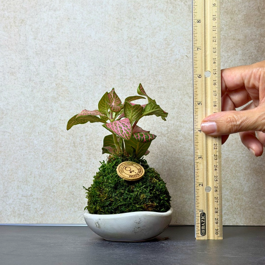 Pink Fittonia Kokedama