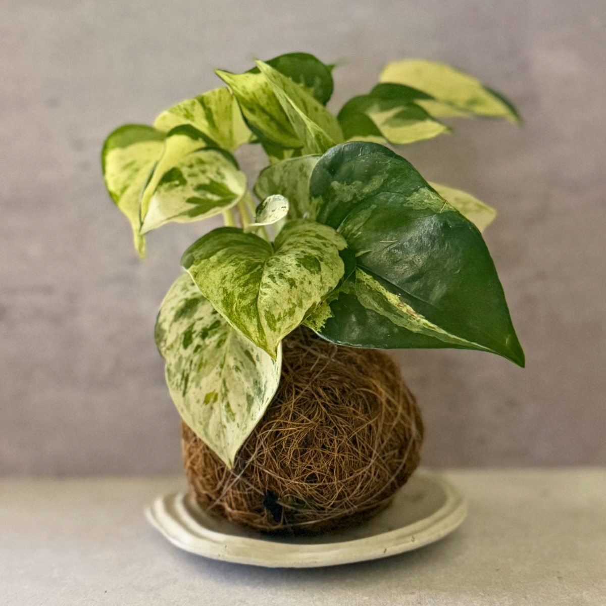 Manjula Pothos