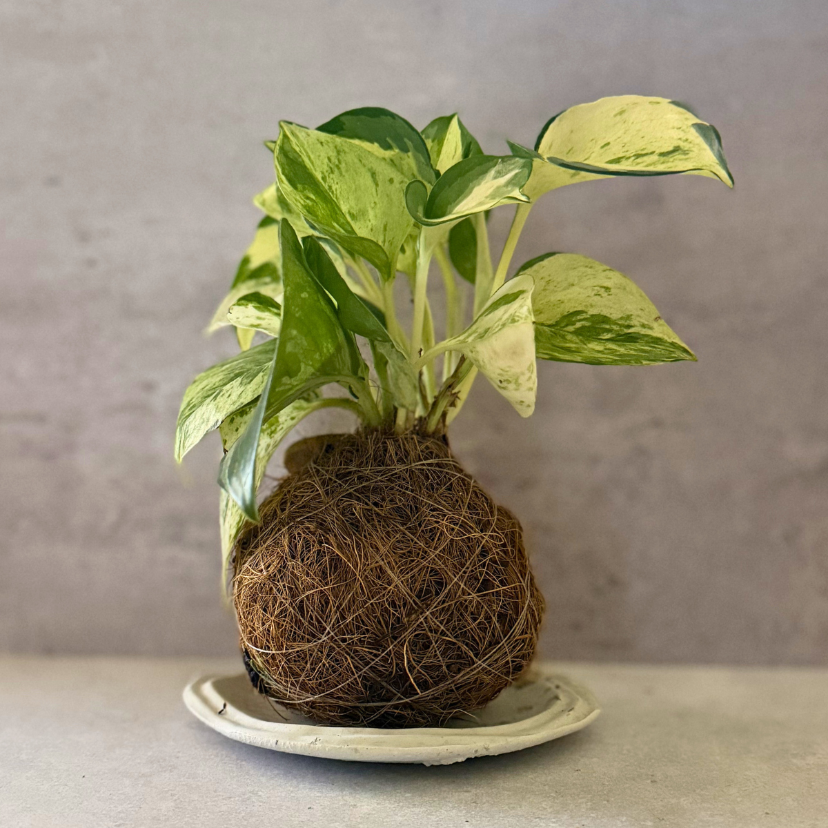 Manjula Pothos
