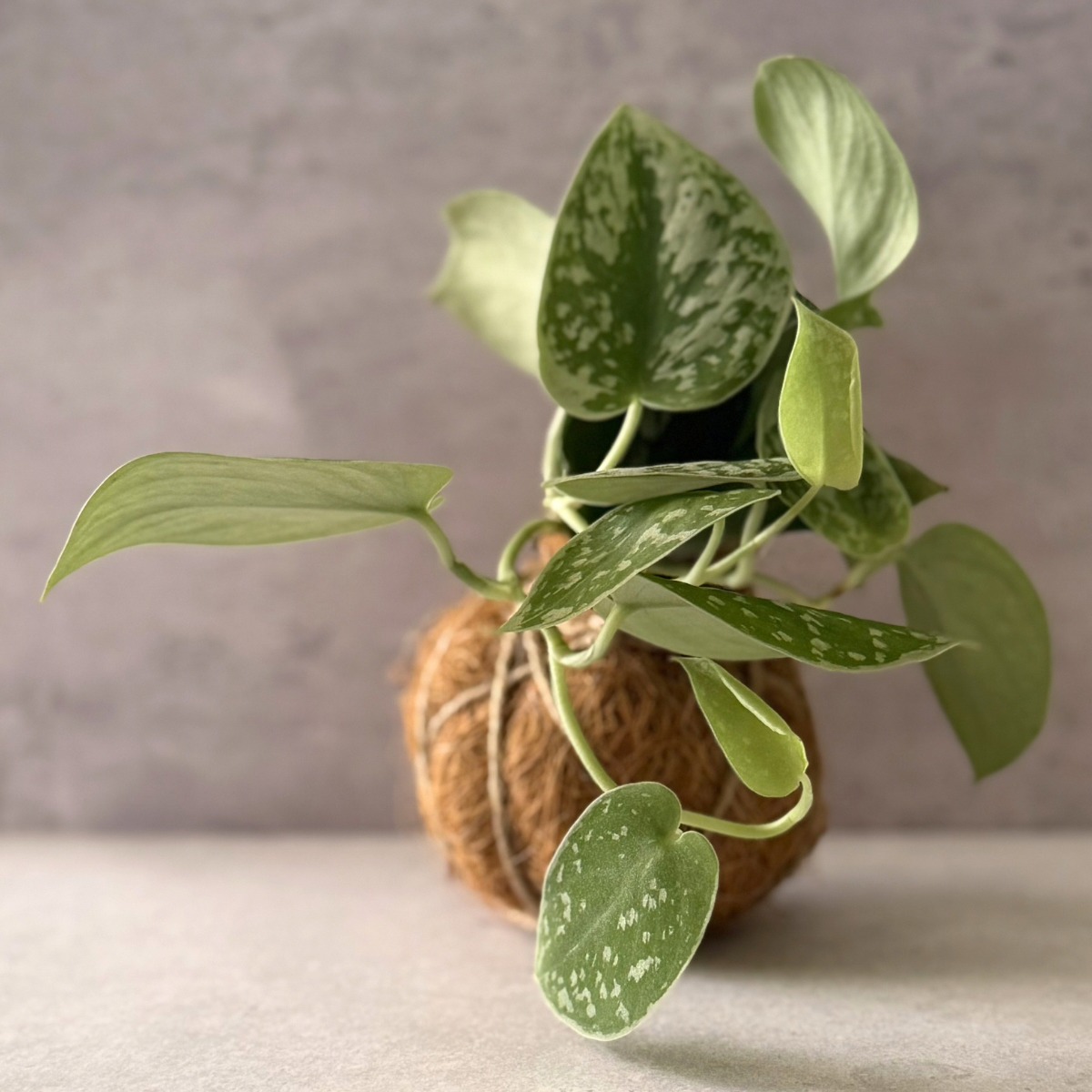 Satin Pothos Kokedama