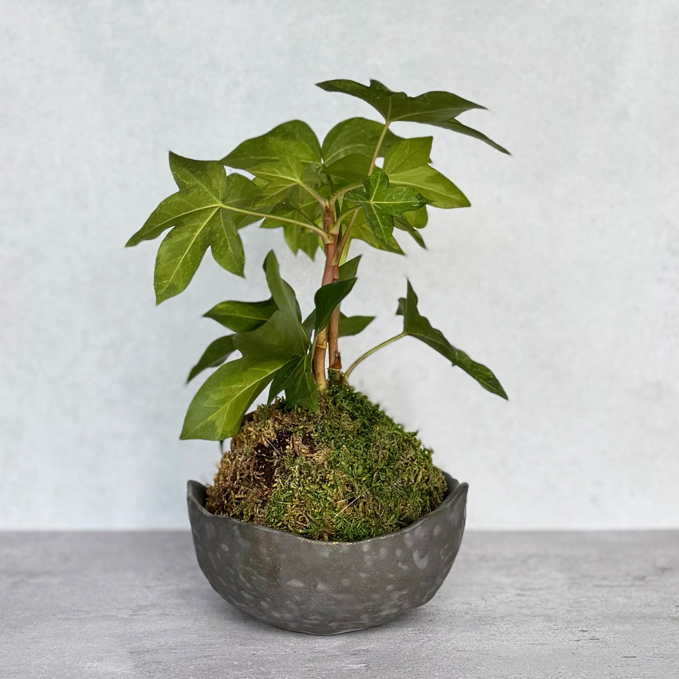 English Ivy Kokedama in Handmade Wabi-Sabi Bowl