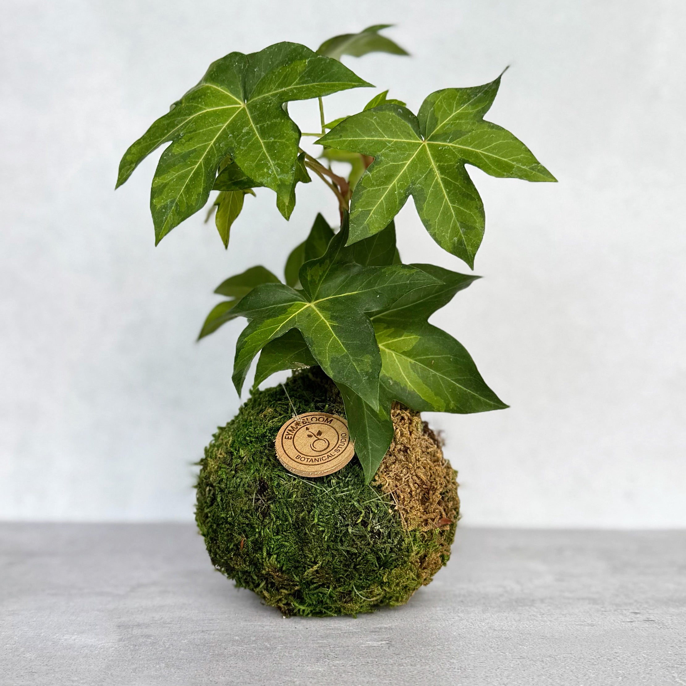 English Ivy