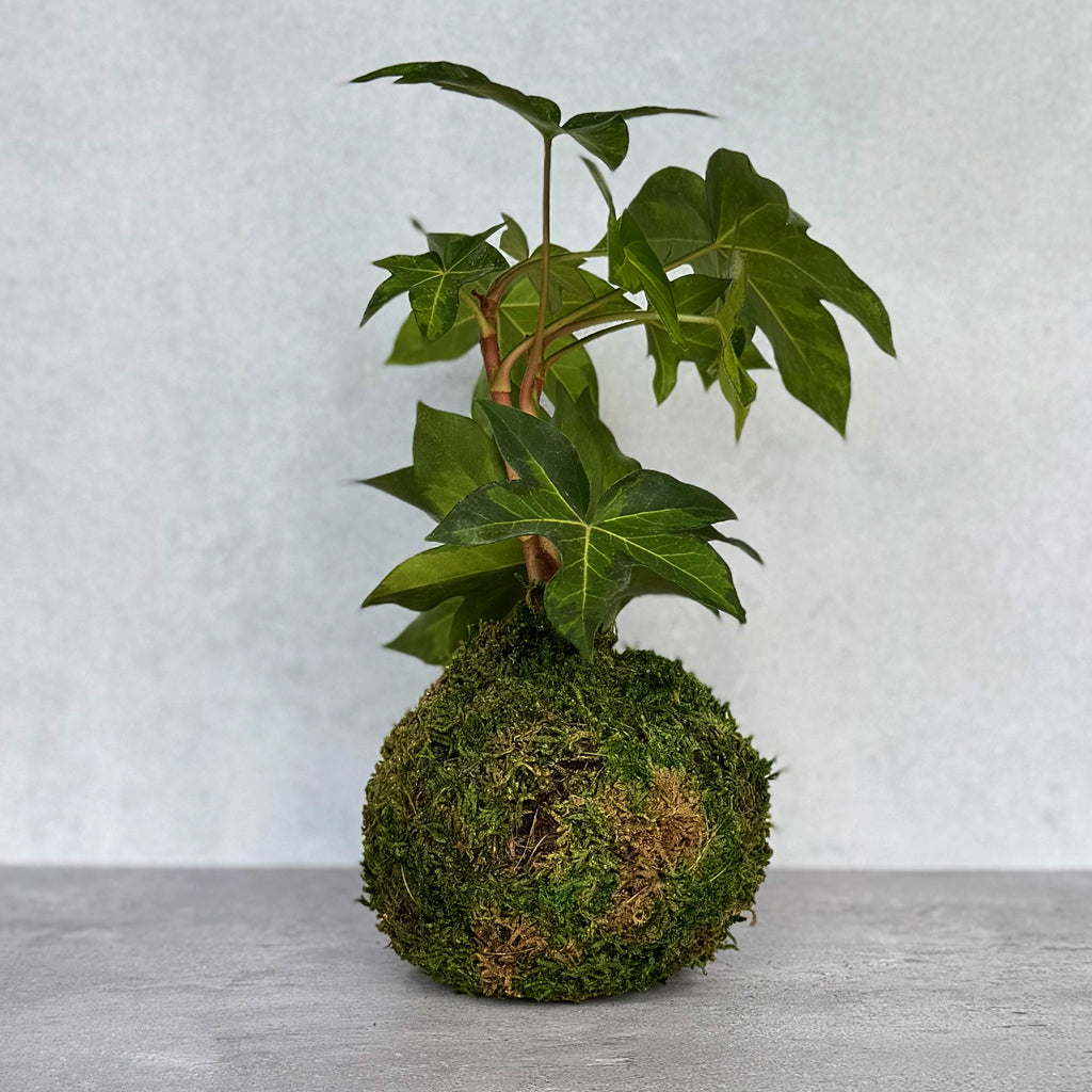 English Ivy