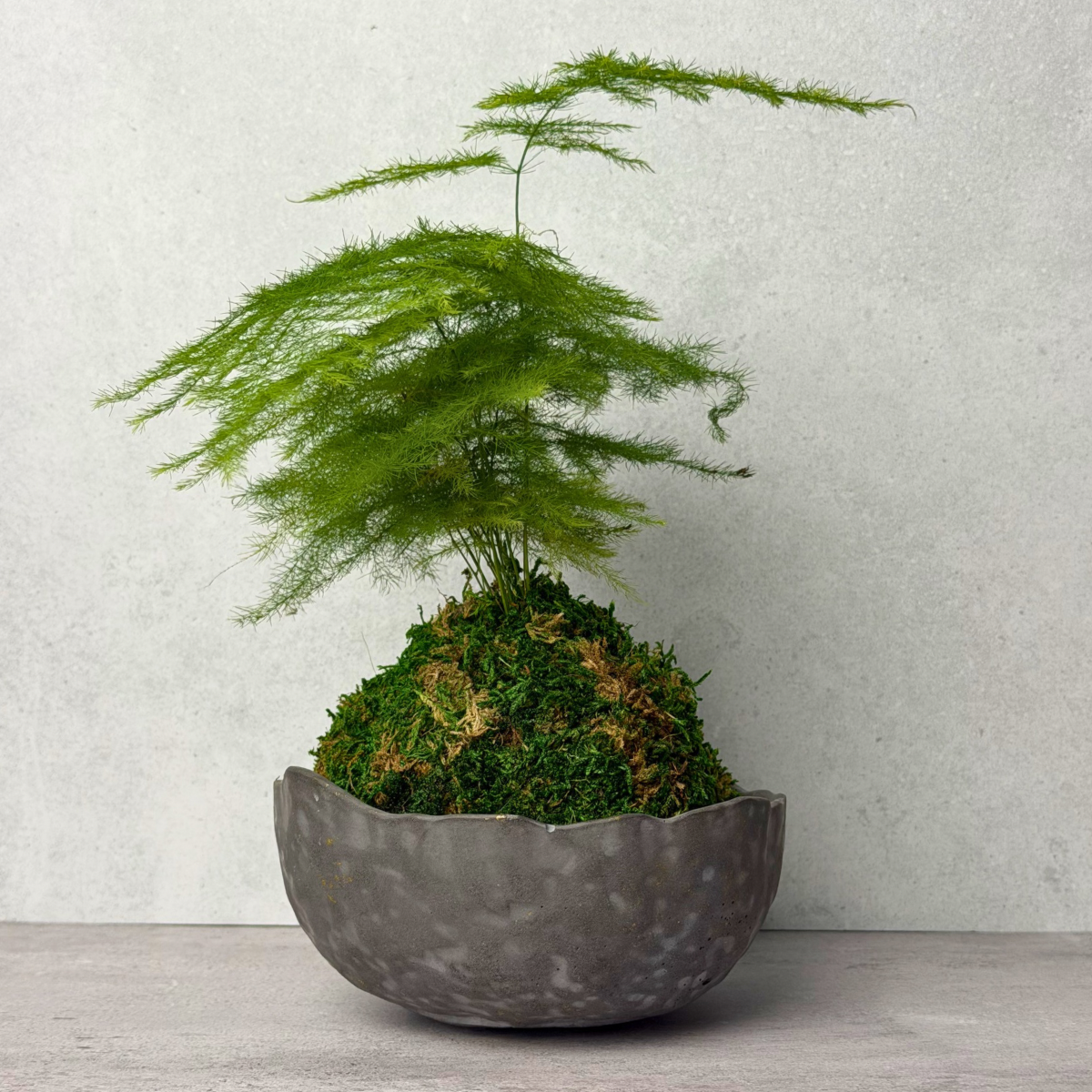 Asparagus Fern Kokedama in Handmade Concrete Bowl | Indoor Plant