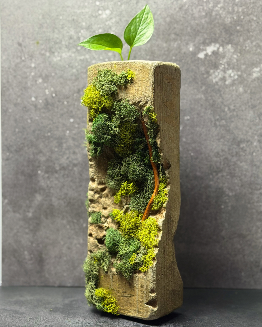 Sculpted Moss Propagation Station
