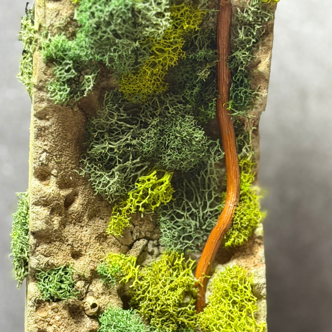 Sculpted Moss Propagation Station