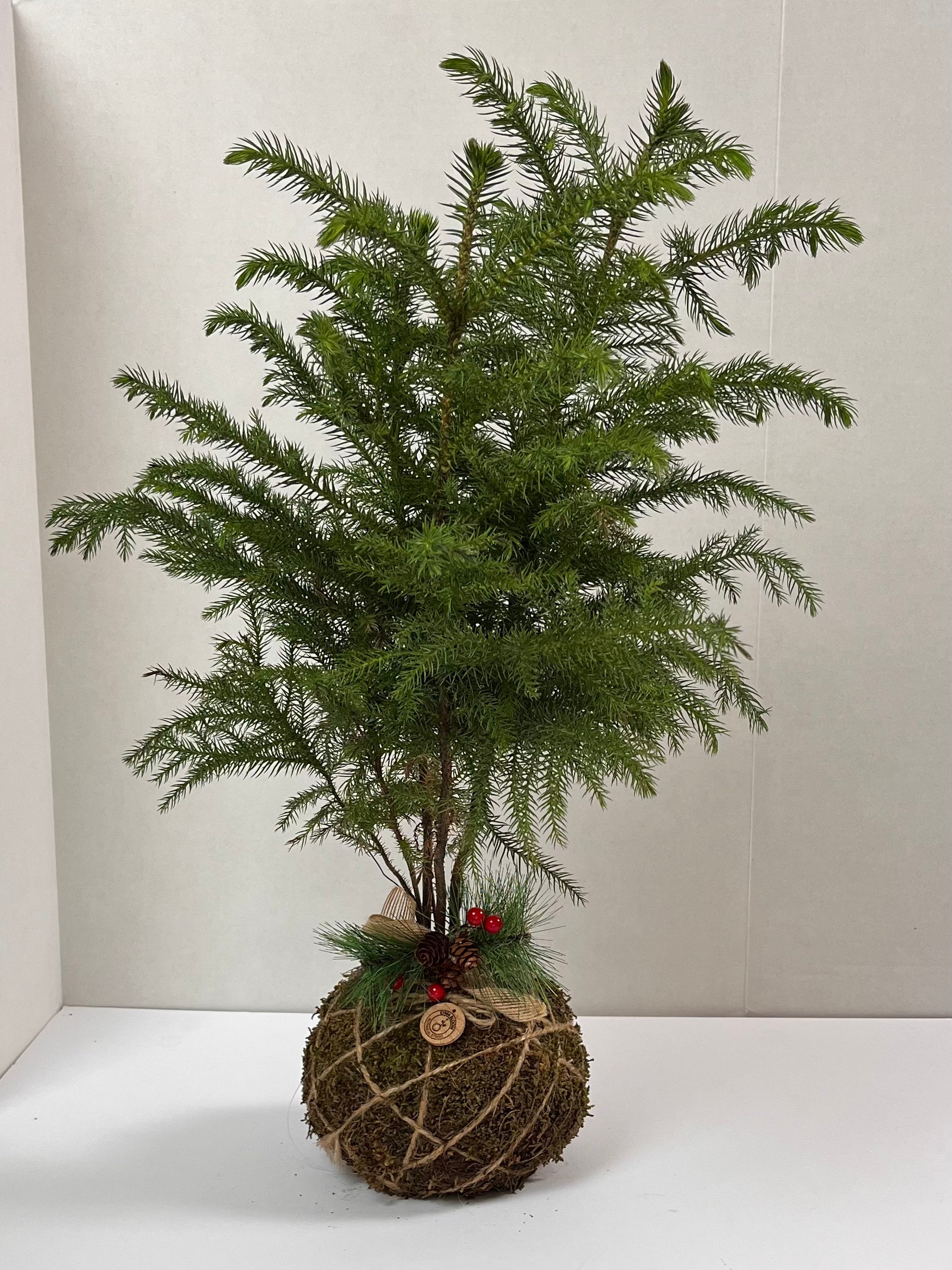 Handcrafted live Kokedama – Holiday Botanical Gift