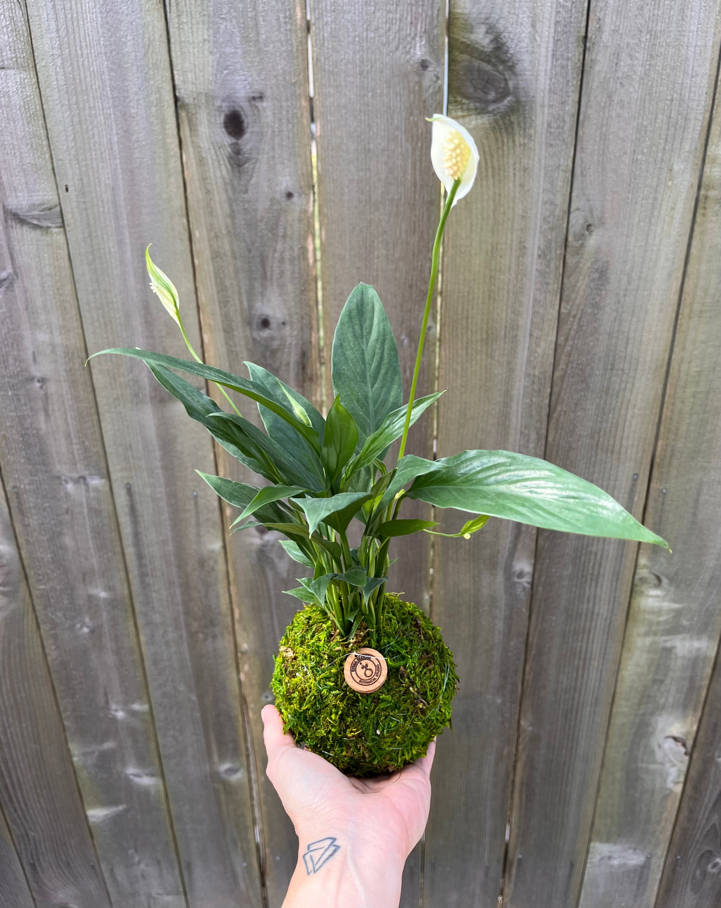 Peace Lily Kokedama | Handcrafted Indoor Plant