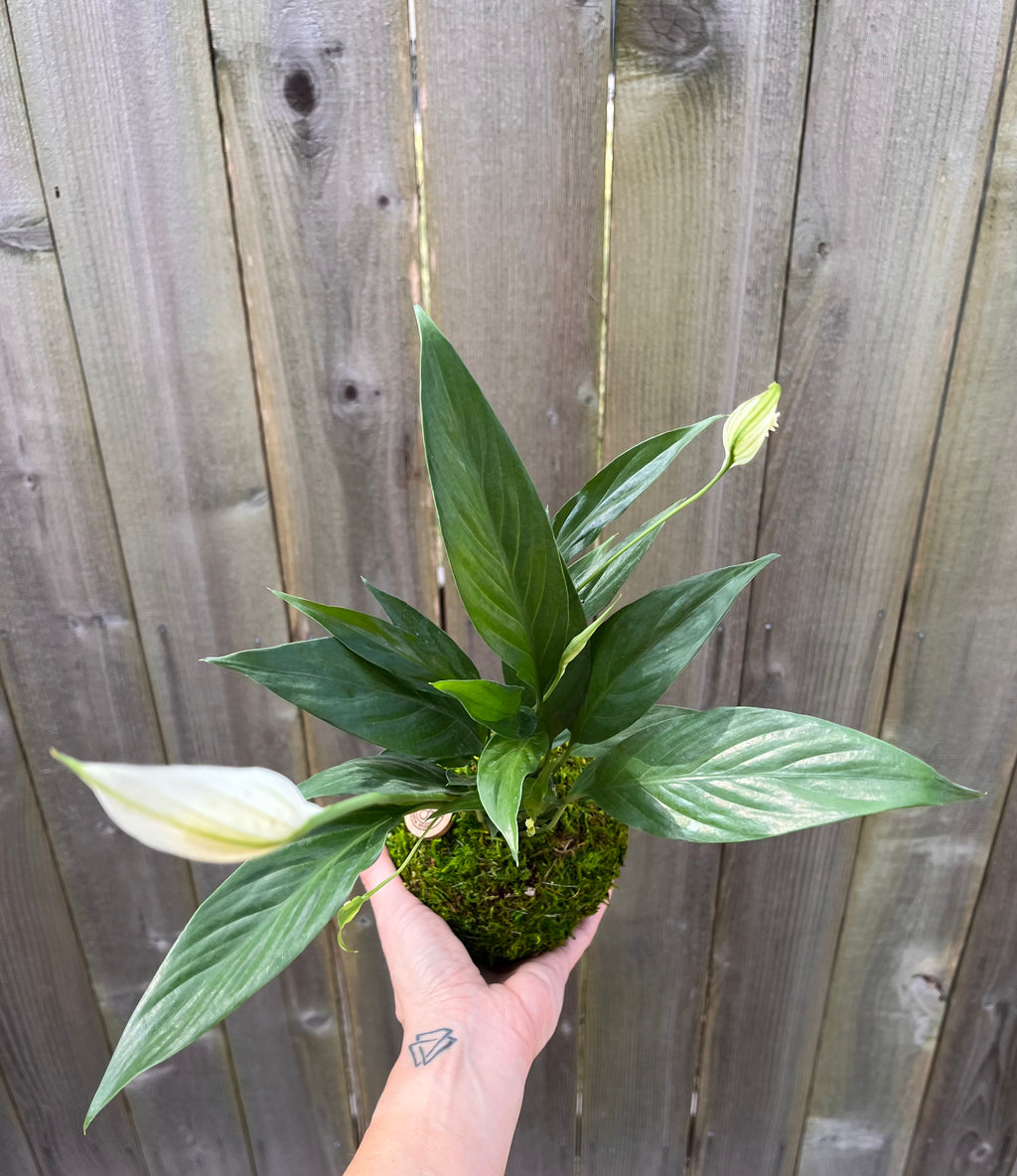 Peace Lily Kokedama | Handcrafted Indoor Plant