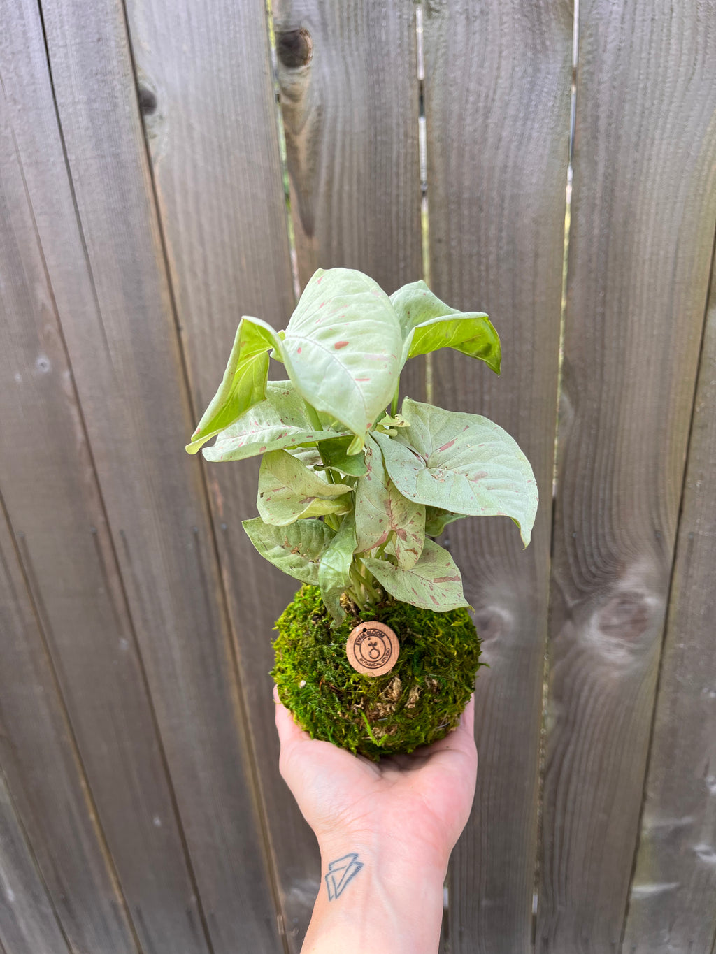 Champaign Syngonium Kokedama | Handcrafted Indoor Plant