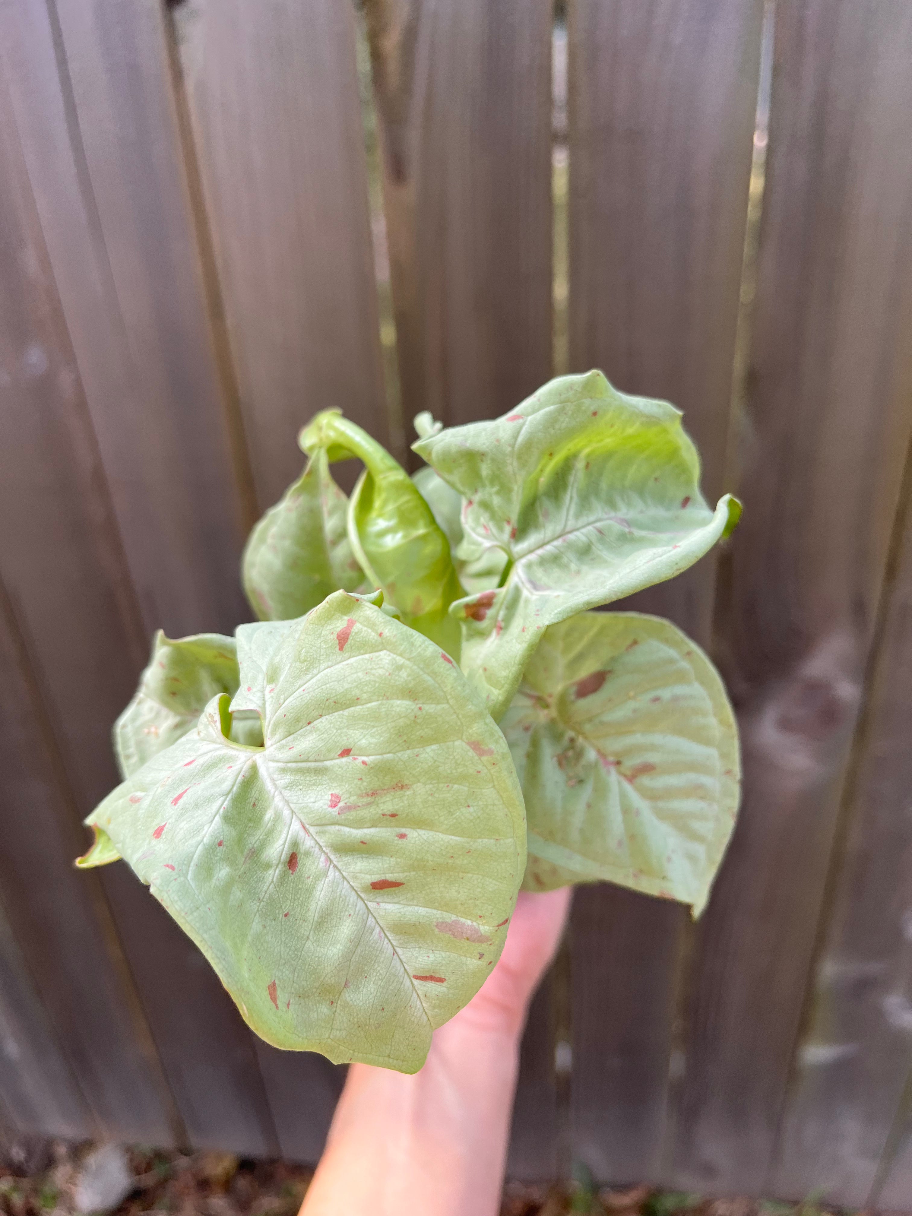 Champaign Syngonium Kokedama | Handcrafted Indoor Plant