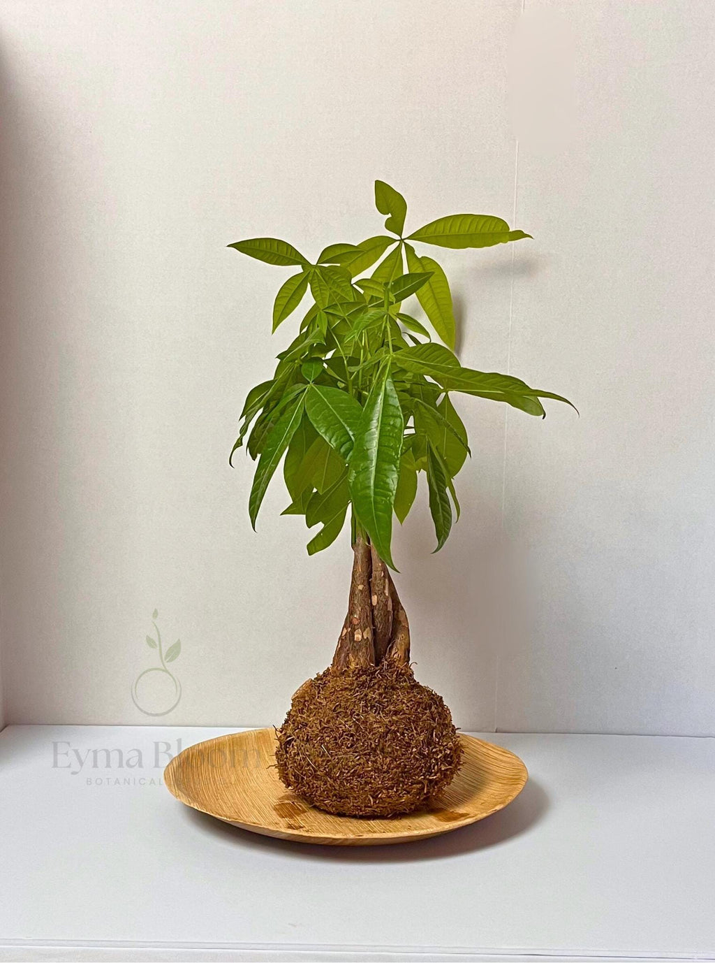 Money Tree Kokedama – Pachira Aquatica Japanese Moss Ball/ Indoor lucky plant