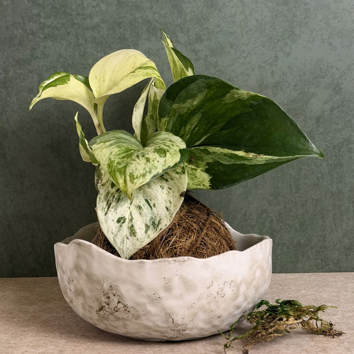 Organic Wave Bowl