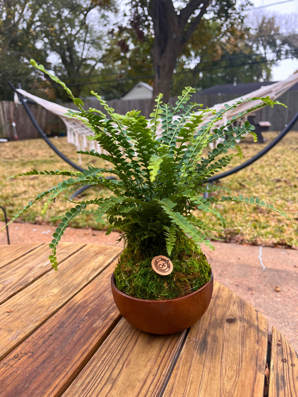 Button Fern Kokedama| Handmade Indoor Plant Decor