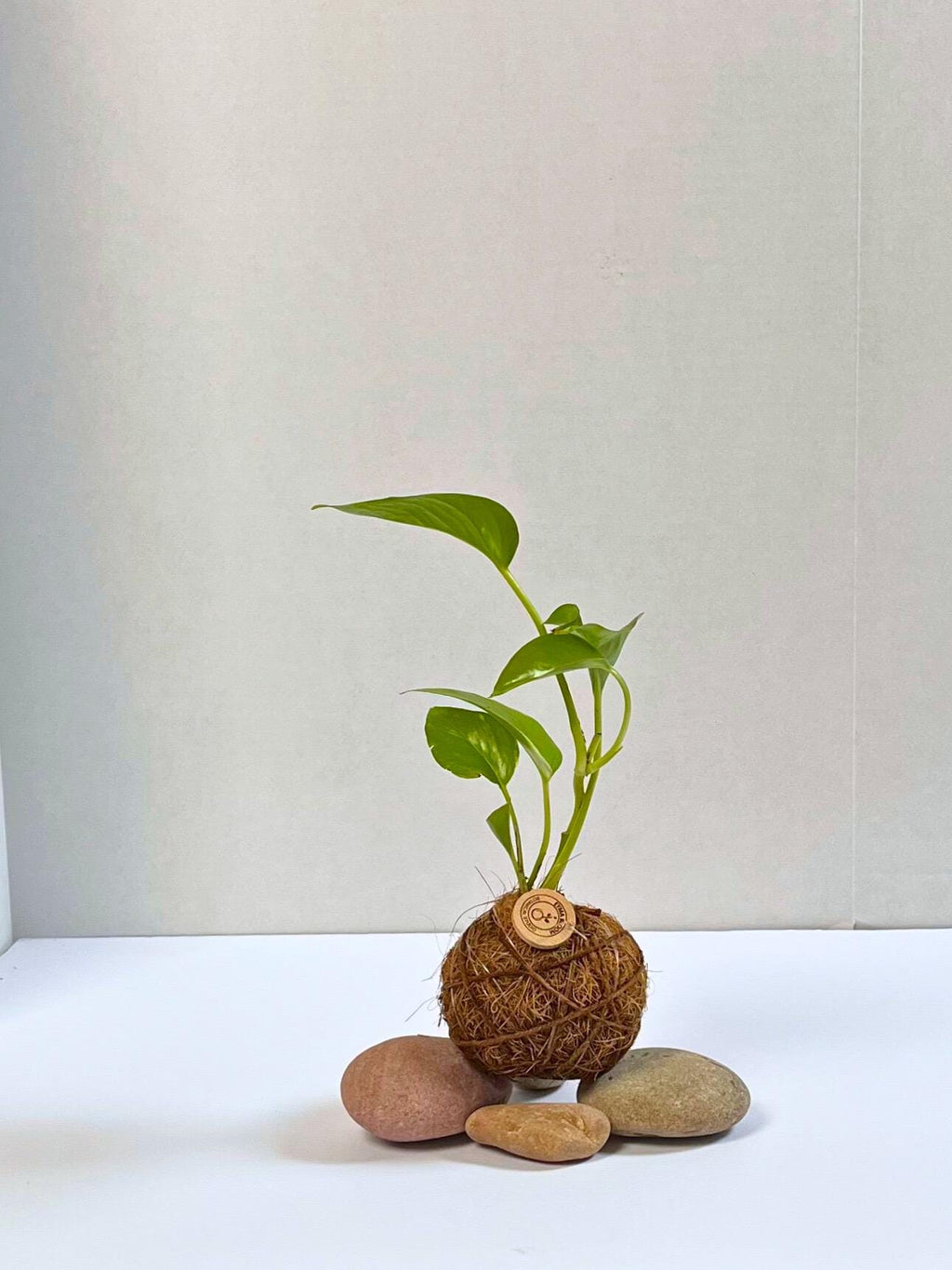 Handcrafted Pothos Kokedama: Japanese Moss Ball Planter