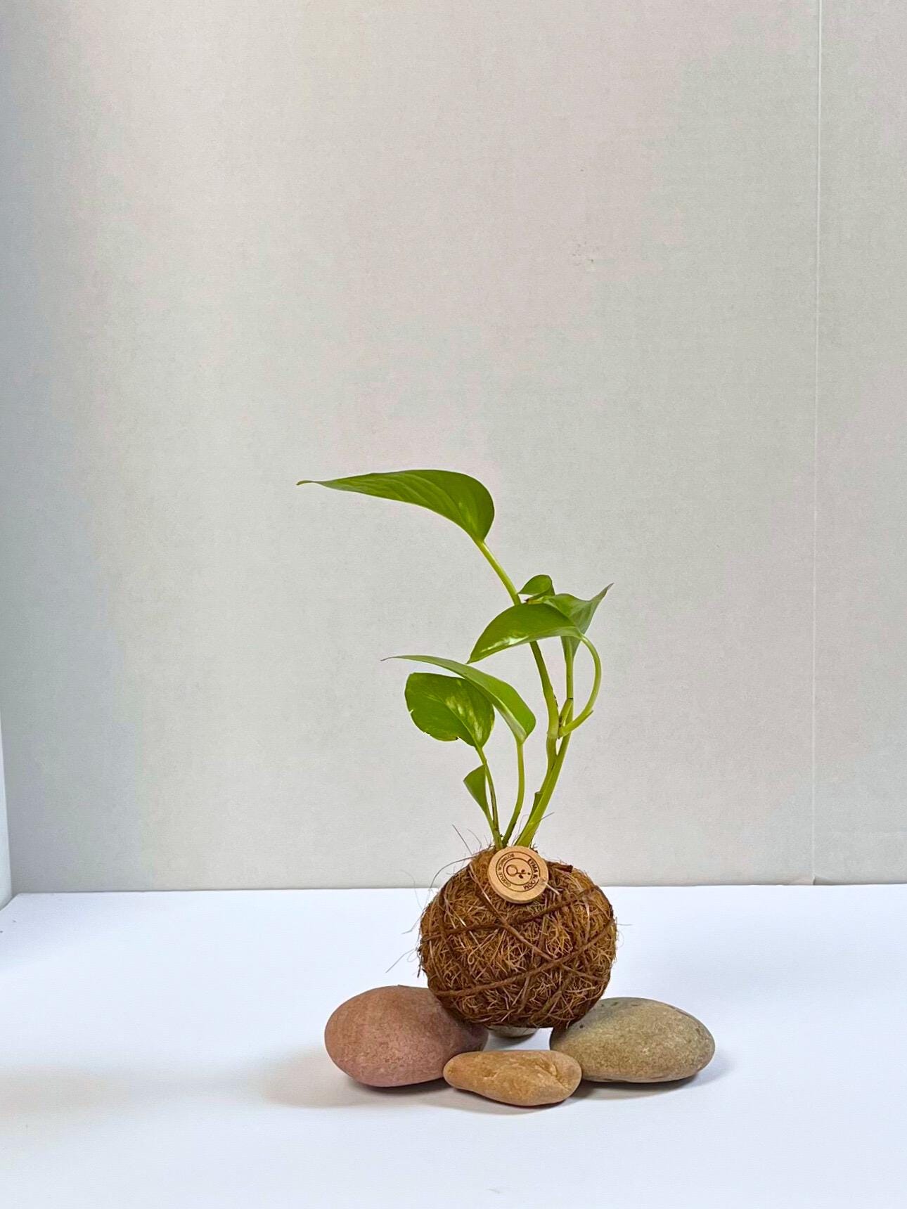 Handcrafted Pothos Kokedama: Japanese Moss Ball Planter