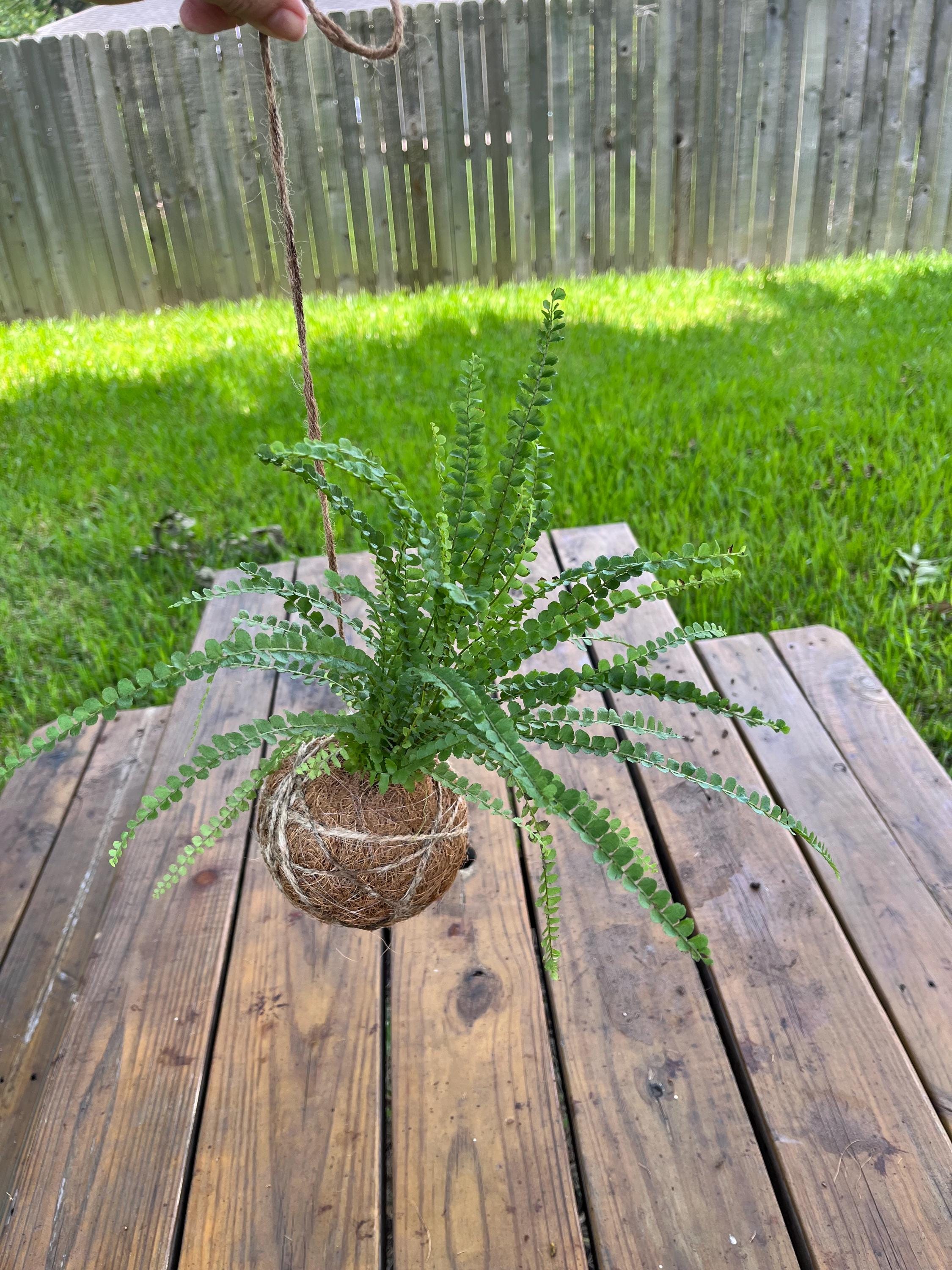 Button Fern Kokedama| Handmade Indoor Plant Decor