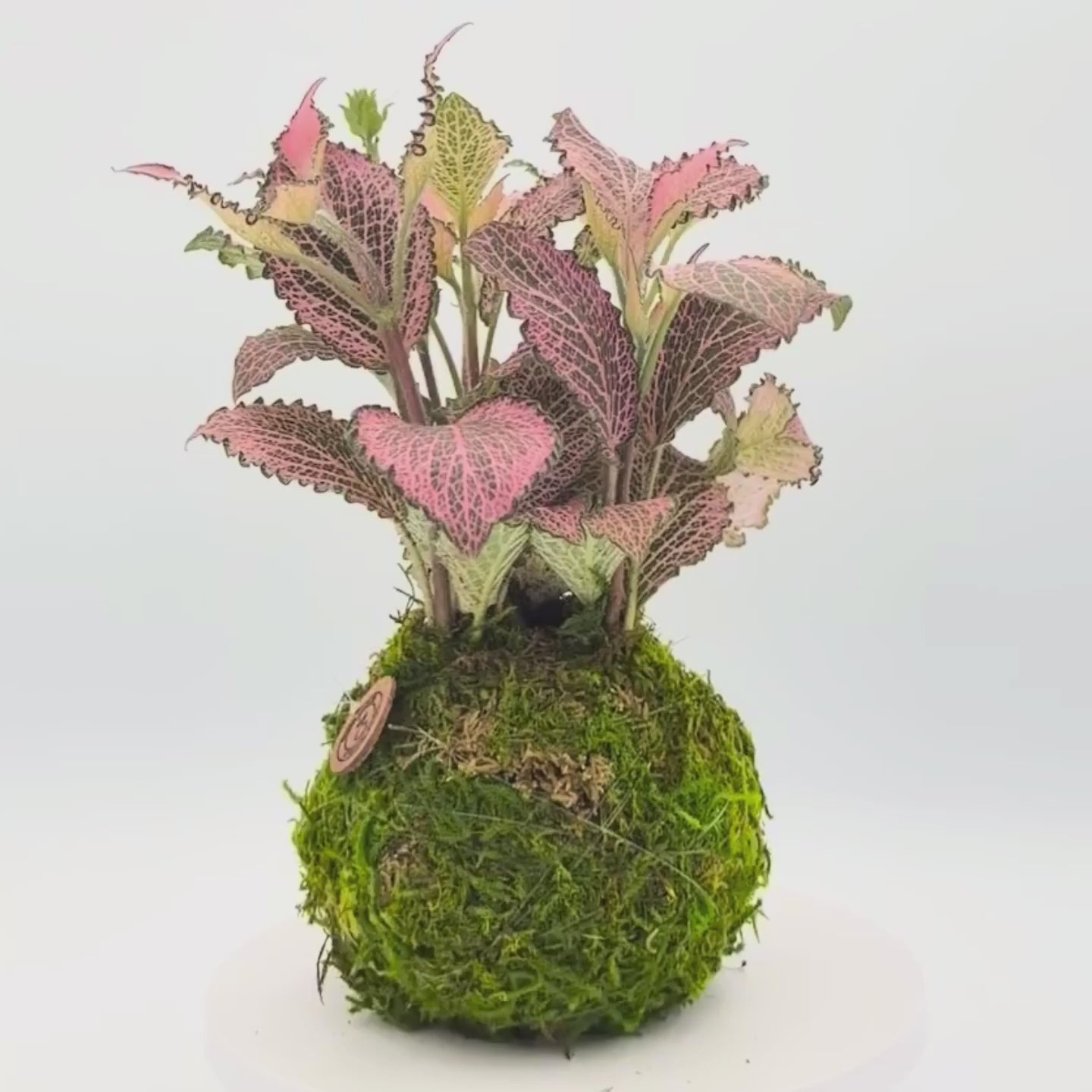 Fittonia Frankie Kokedama | Handcrafted Moss Ball Plant