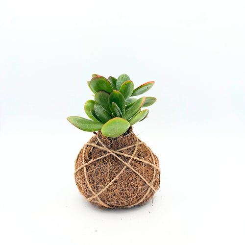 kokedama succulent Succulent Kokedama – Eyma Bloom